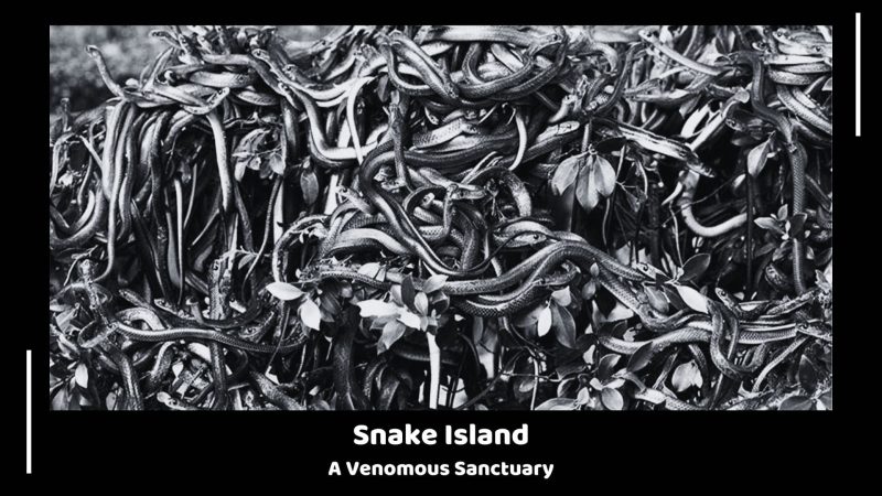 Snake Island - A Venomous Sanctuary