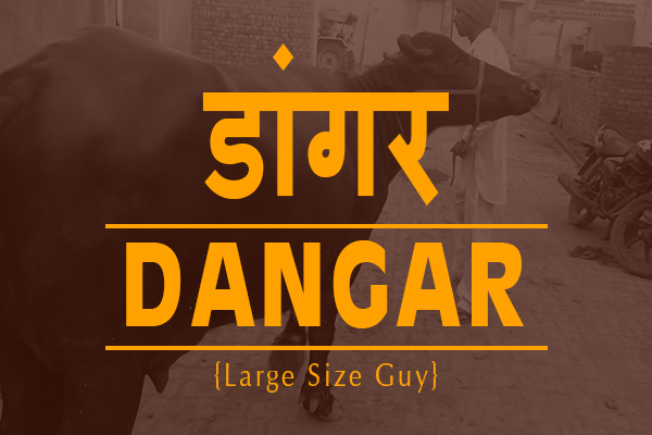 haryanvi slangs dangar meaning