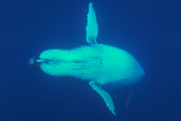 Whale saves diver