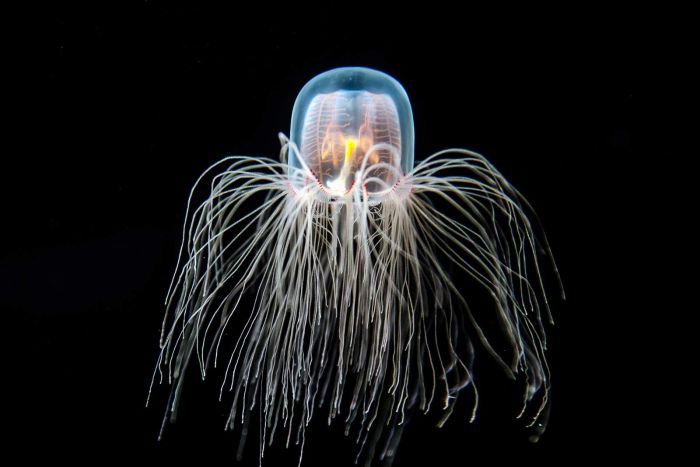 Turritopsis jellyfish