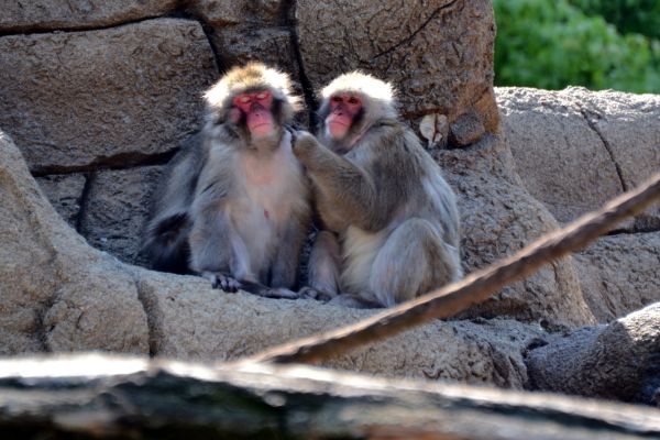 gay Macaques