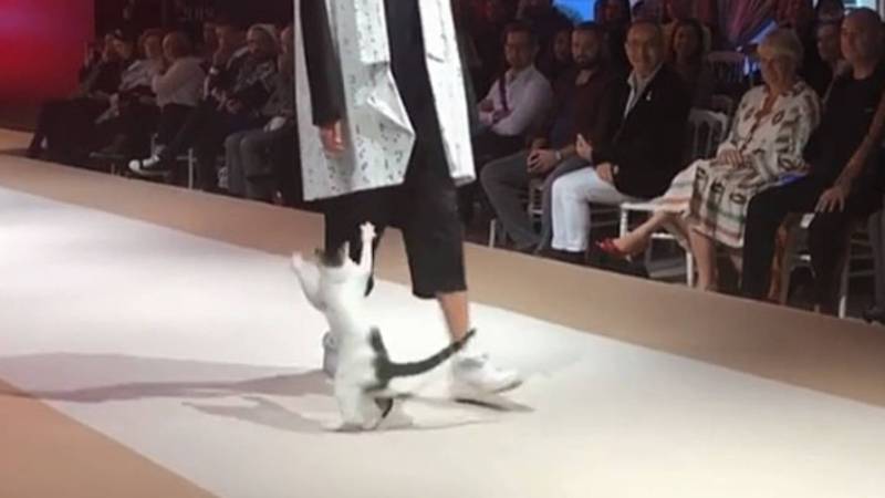 real cat ramp-walks