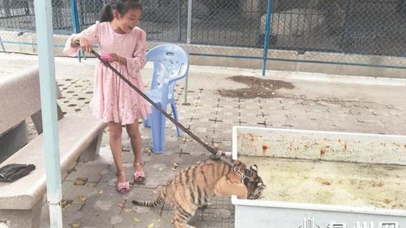 Chinese girl's pet hunui-tiger