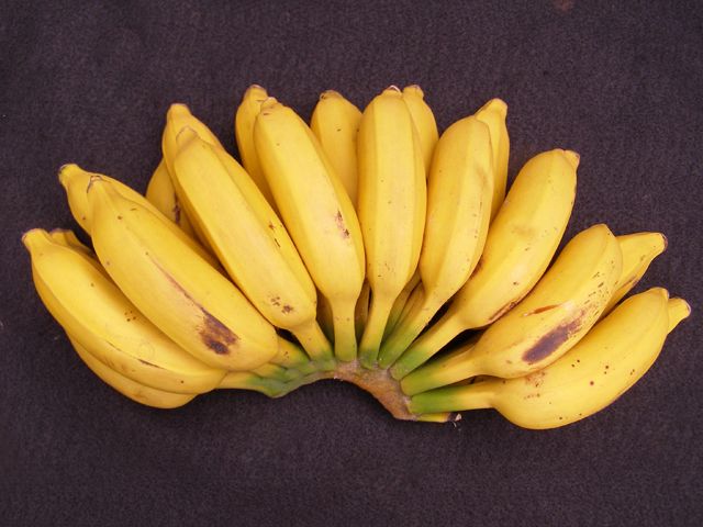 Latundan banana