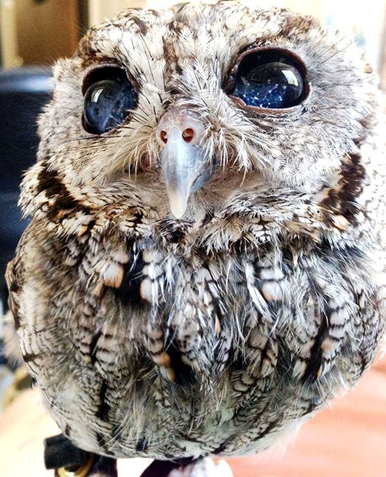Zeus- The Owl With Galaxy Eyes'