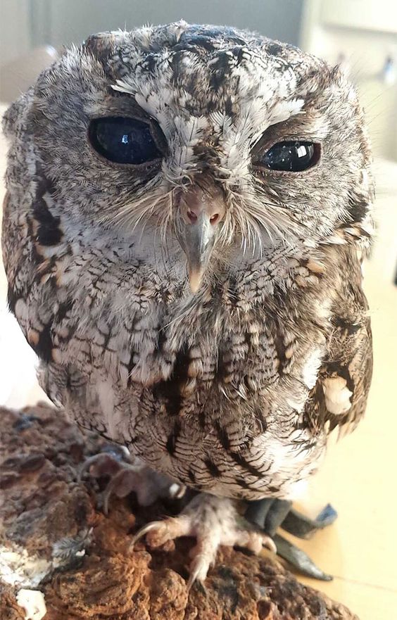 Zeus- The Owl With Galaxy Eyes'