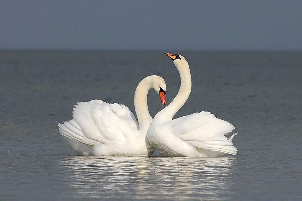 gay swans