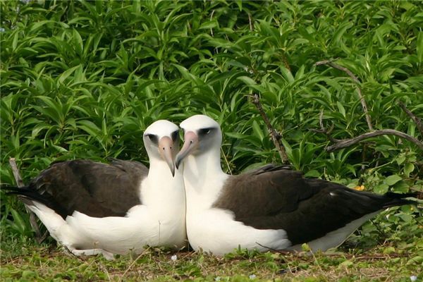 gay Albatross