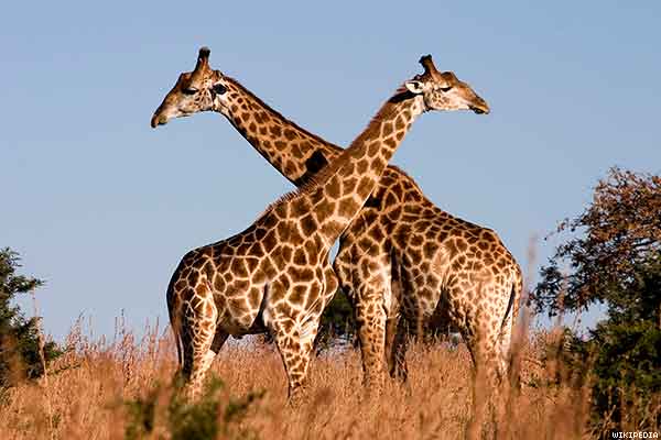 gay Giraffes