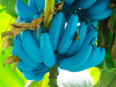 Blue Java banana