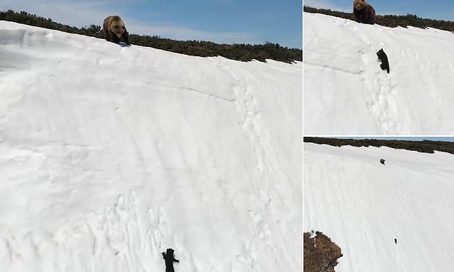 baby bear struggle mountain