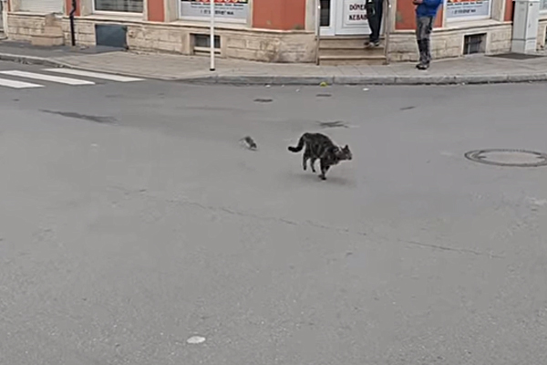 Mouse chasing cat