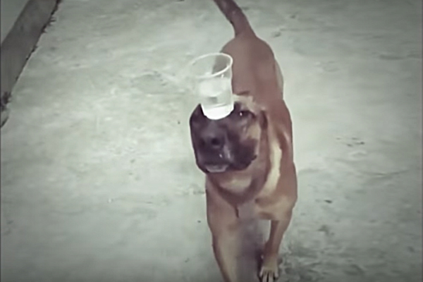 dog balance water glass