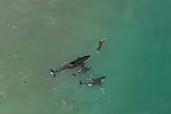 killer whales approached swimmer New Zealand