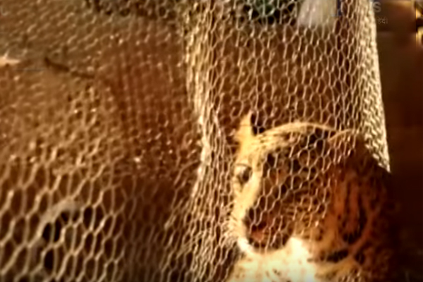 Leopard stuck inside hen's cage