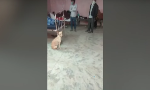 dog sleeping on govt hospital in Agra