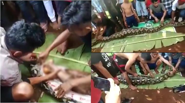 indonesia python swallowed woman