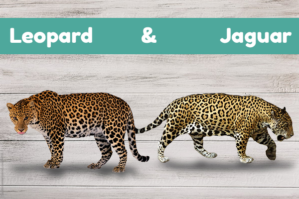 difference between leopard and jaguar