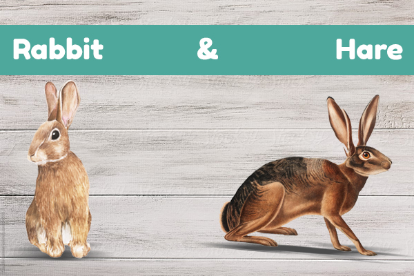 difference between rabbit and hare