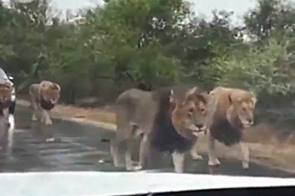 lions taking over traffic control 