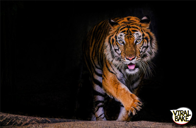 tiger-population