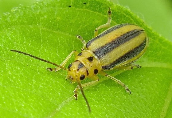 goldenrod leaf beetles