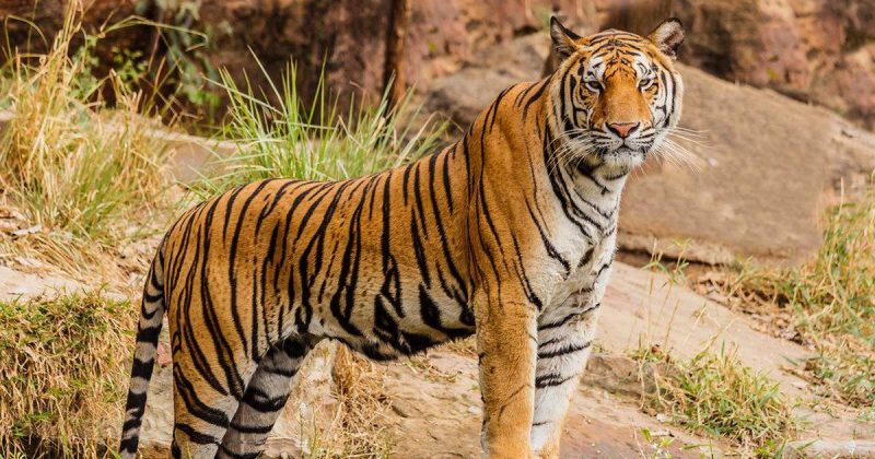 Tiger population India 