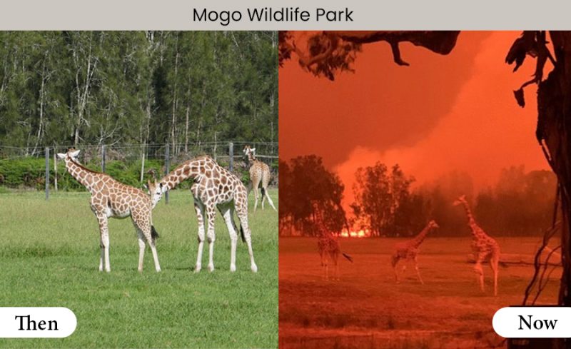 Mogo wildlife park 
