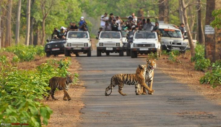  Bandipur Tiger Reserve 