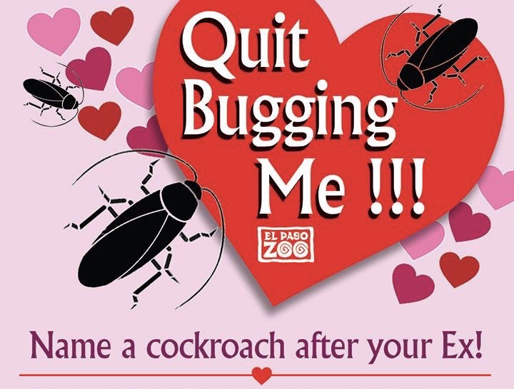 Name A Cockroach After Your Ex 