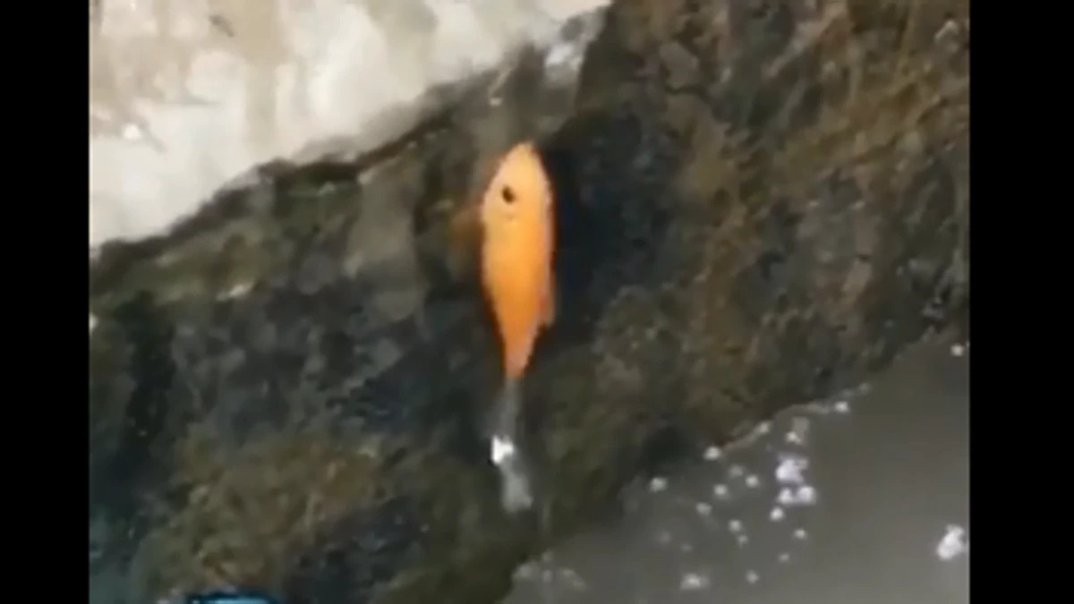 Fish climbing wall
