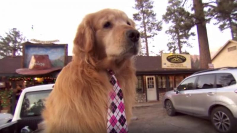 dog as mayor 