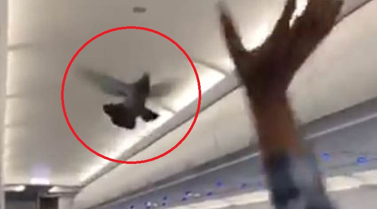 Pigeon Flies Inside GoAir Plane
