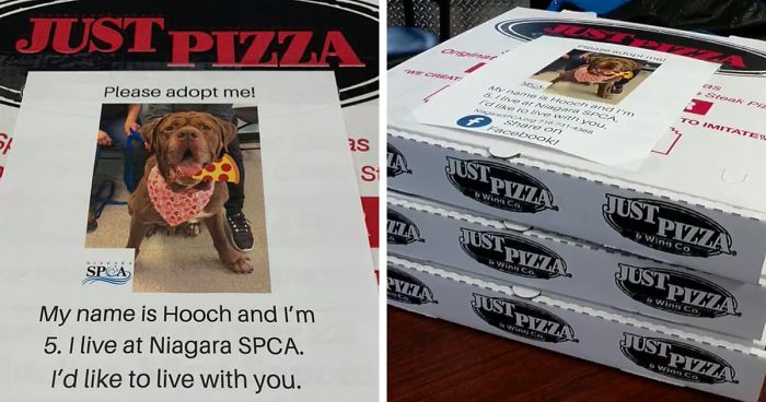 Pizza Service Putting Photos of dogs