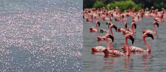 Flamingos mumbai