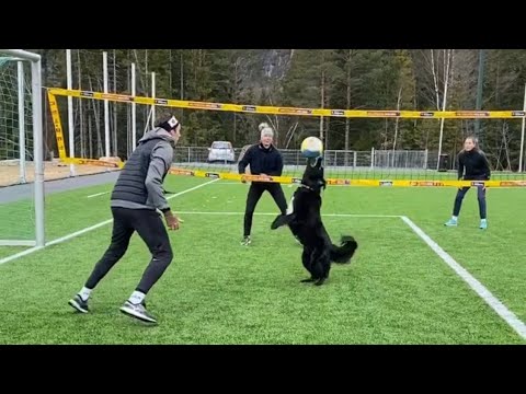 dog volleyball