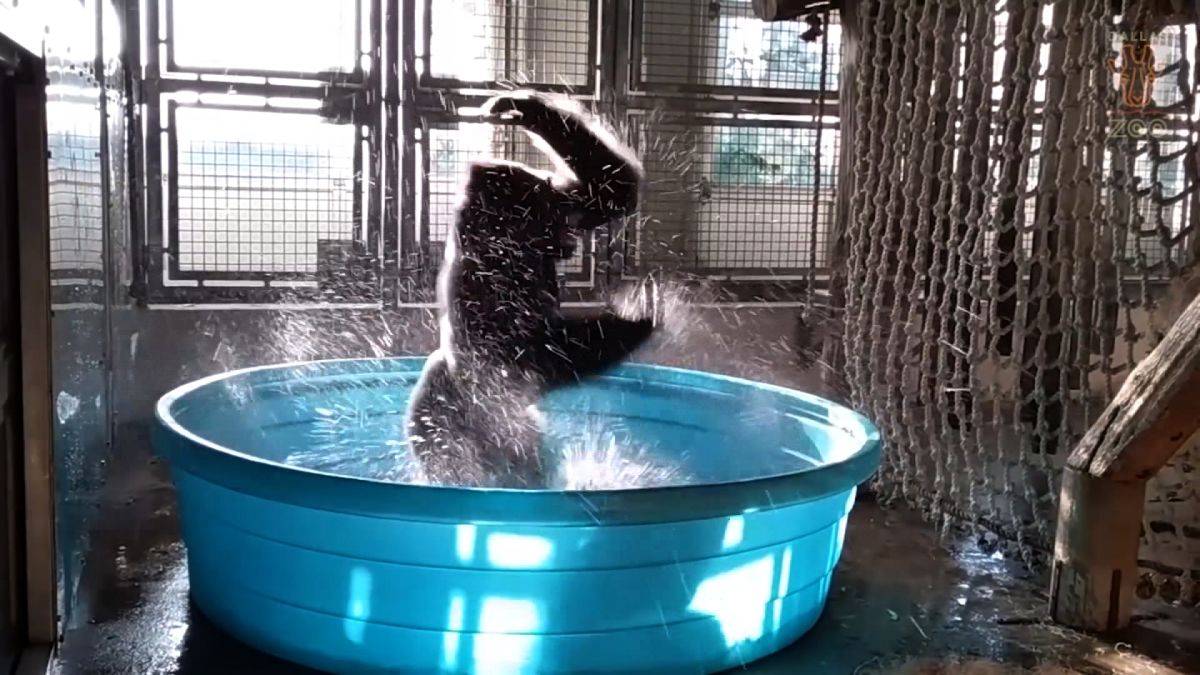 gorilla bathing