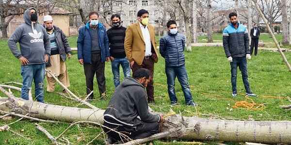 42,000 Trees To Be Cut-Down
