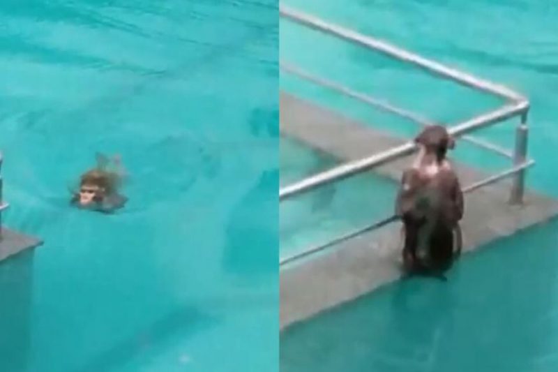 monkey in swimming pool