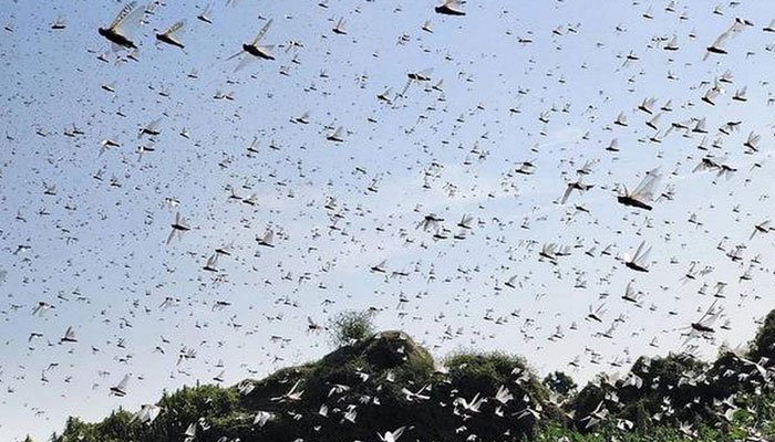 locust attack in india