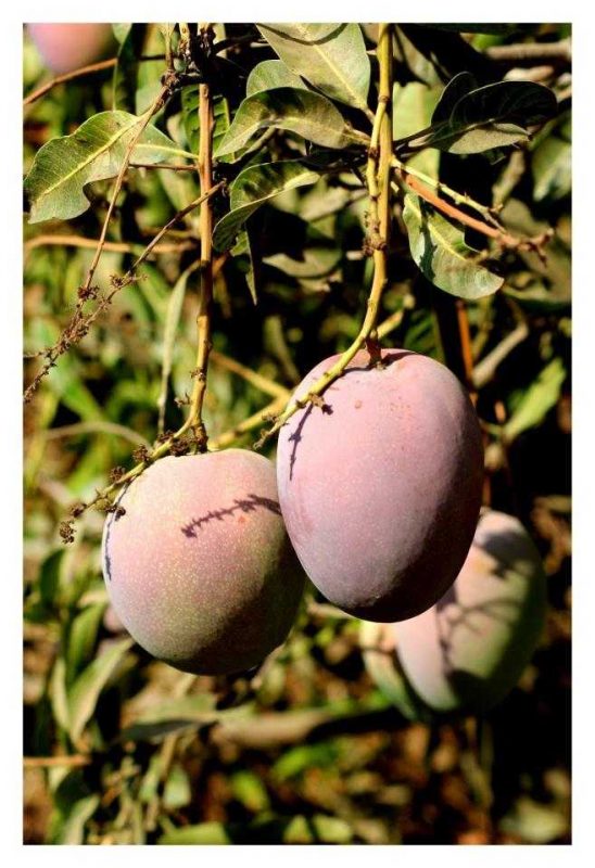 Vanraj mangoes 
