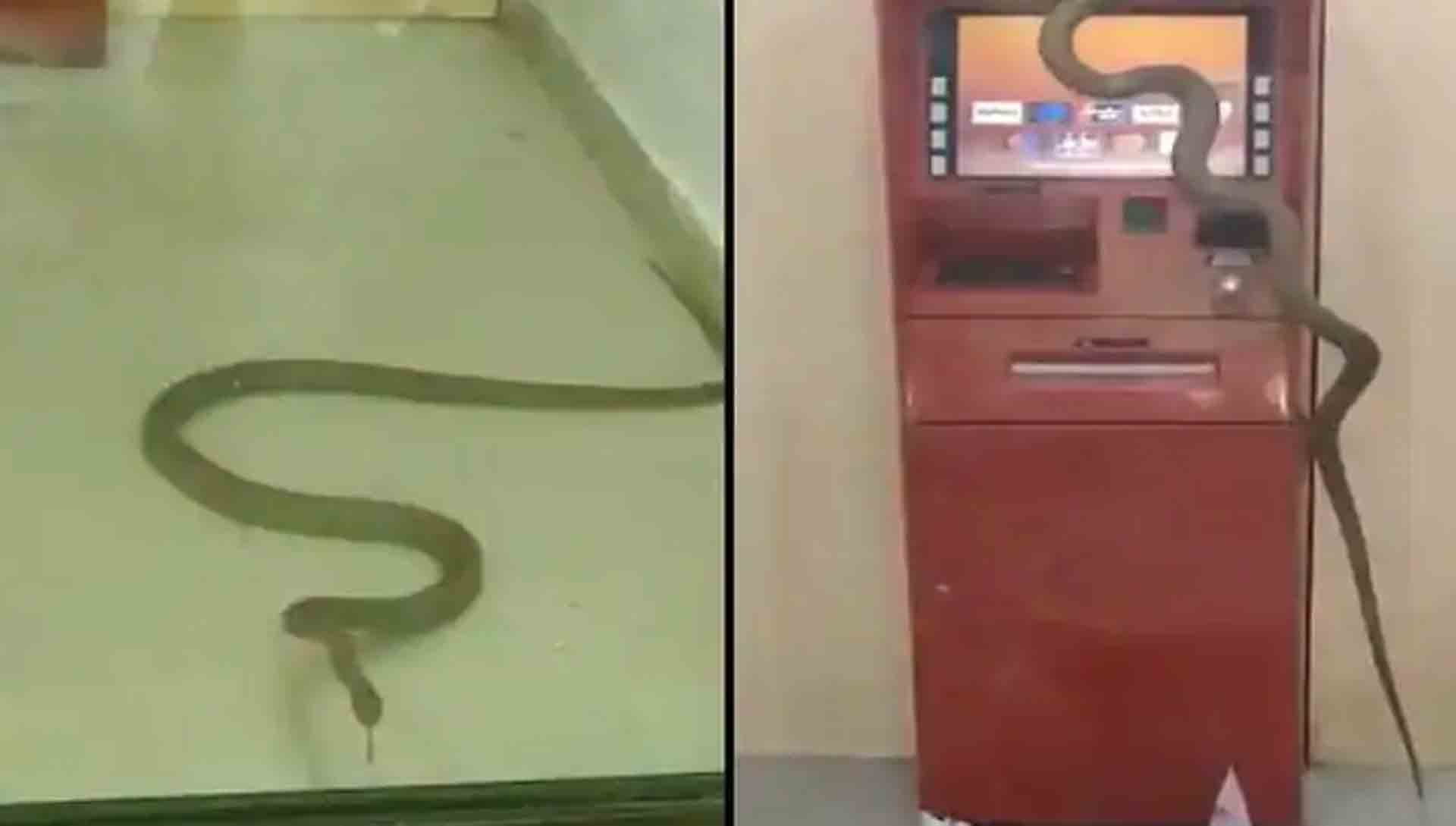 snake in ATM