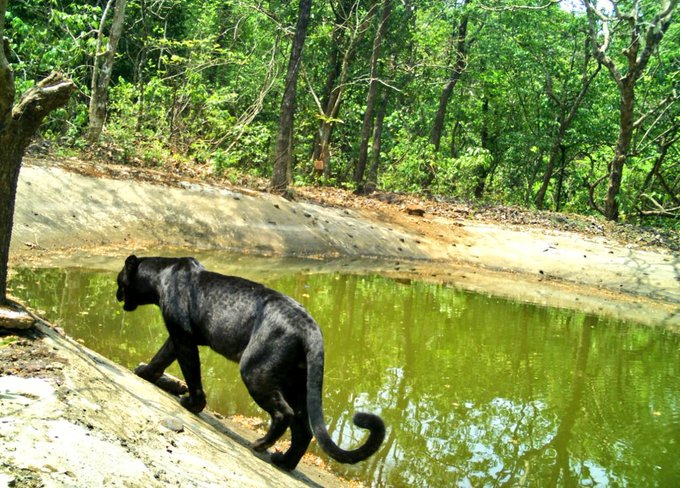 black panther goa