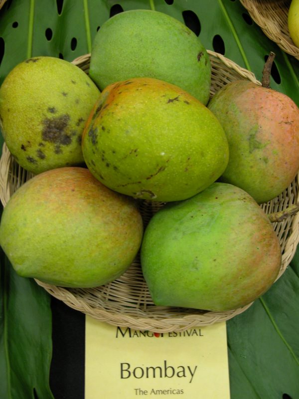  Bombay Green Mangoes - Punjab