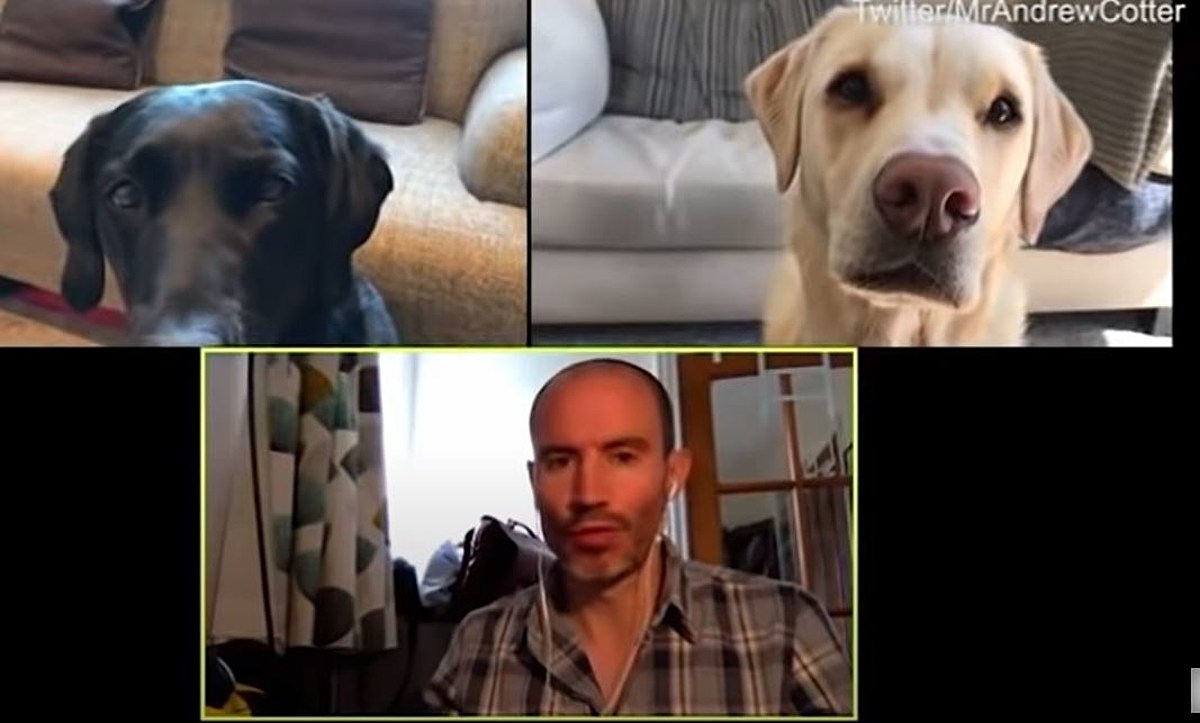 This Man Having A Zoom Meeting With His Dogs Is The Most Hilarious Thing  You Will See Today - Viral Bake