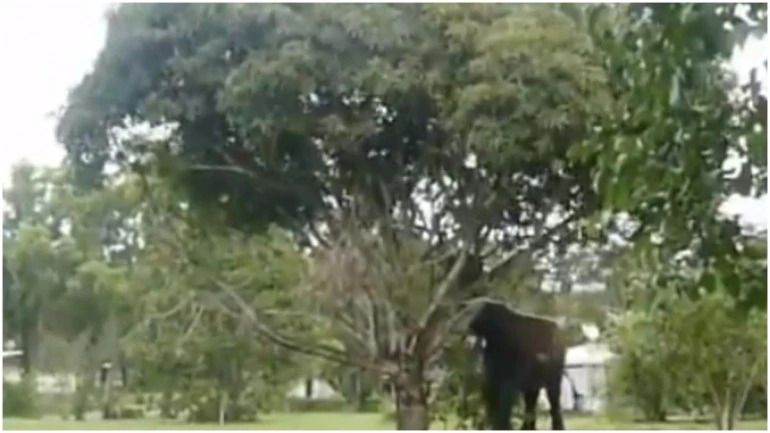 elephant shaking mango tree