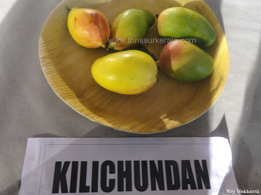 Kilichundan Mango