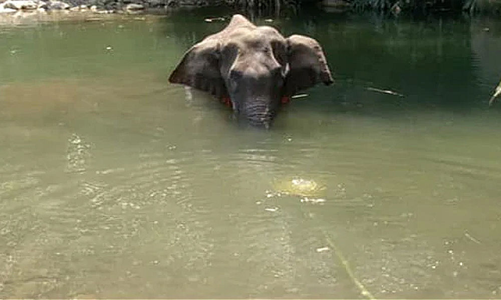 elephant dies in kerala