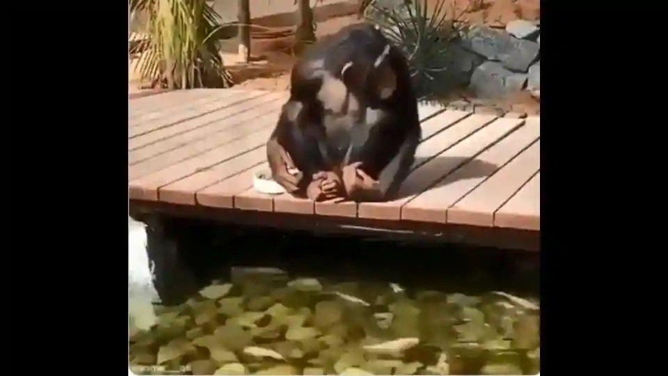 monkey feeding fishes