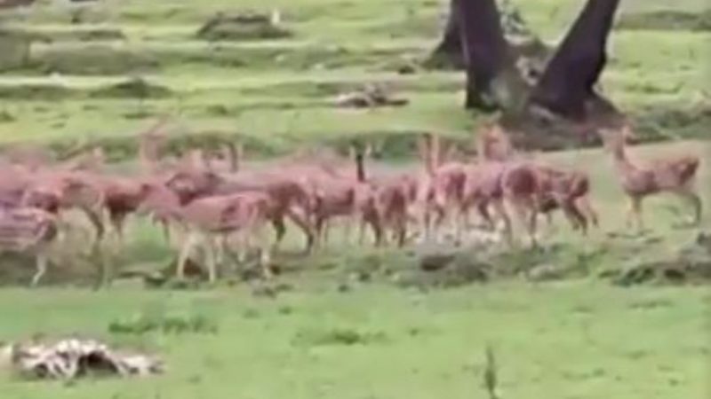 herd of deer in mumbai heart